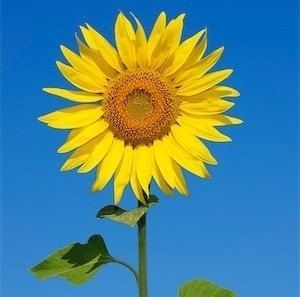 Meet your Posher, Jeffrey